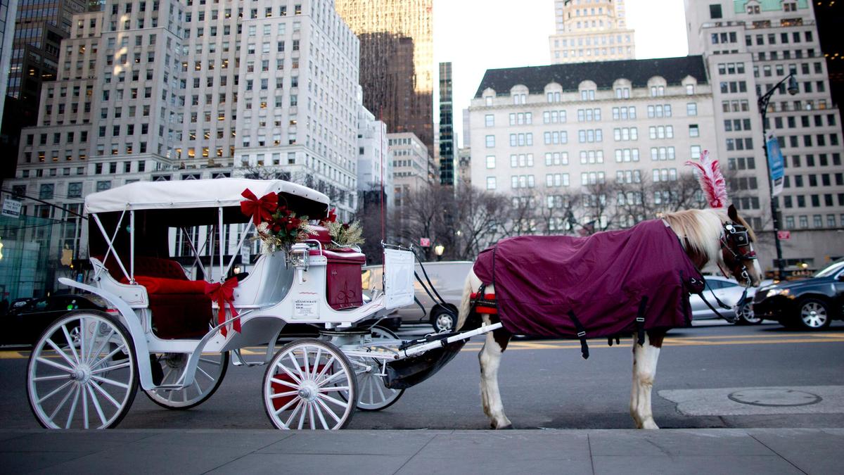 What is Romanch’s Law? New York City’s historic horse carriage ban after Indian tourist’s death The New York City…
