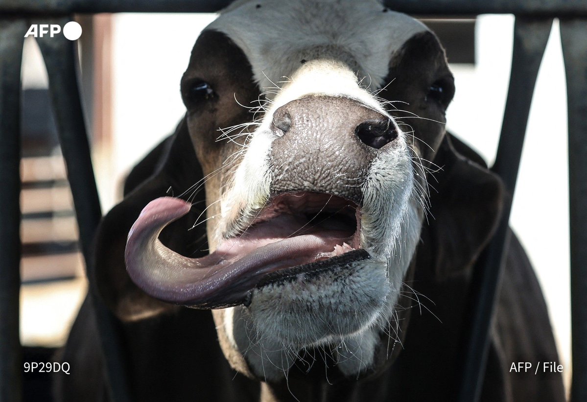 🇫🇷 🐄 French health authorities said that the Shamonda virus, which usually affects livestock, had been detected in…