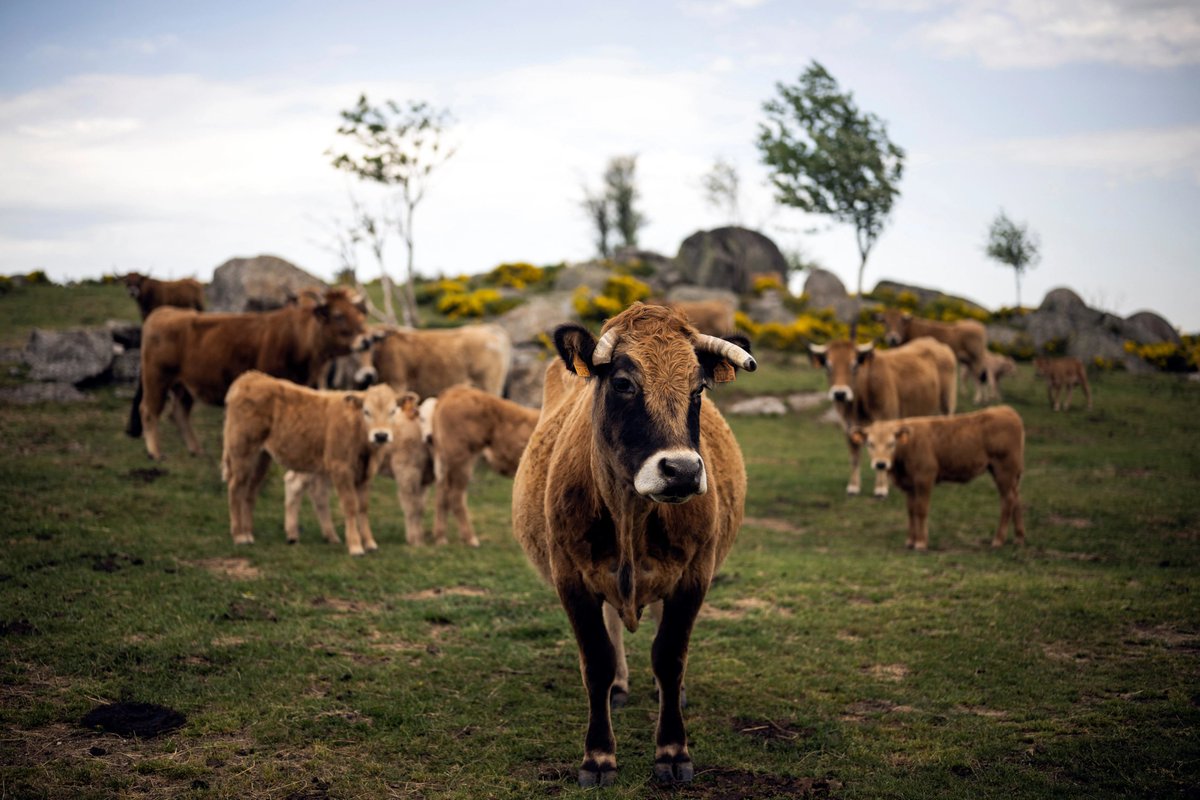 French authorities confirmed the first reported human case of the Shamonda virus after a patient died at a Lyon…