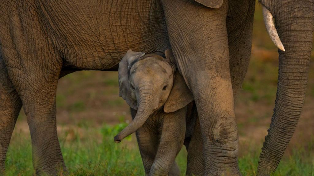 Global nature talks reach deal but money remains an issue Countries have been trying to get a global agreement to halt…