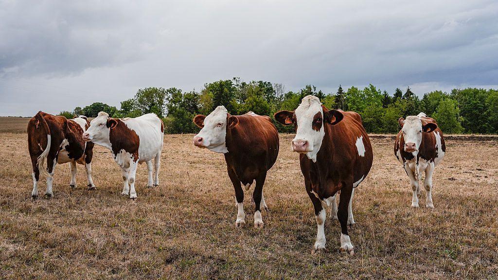 First human case of Shamonda virus detected in France, officials say The disease, which usually affects cattle, has…