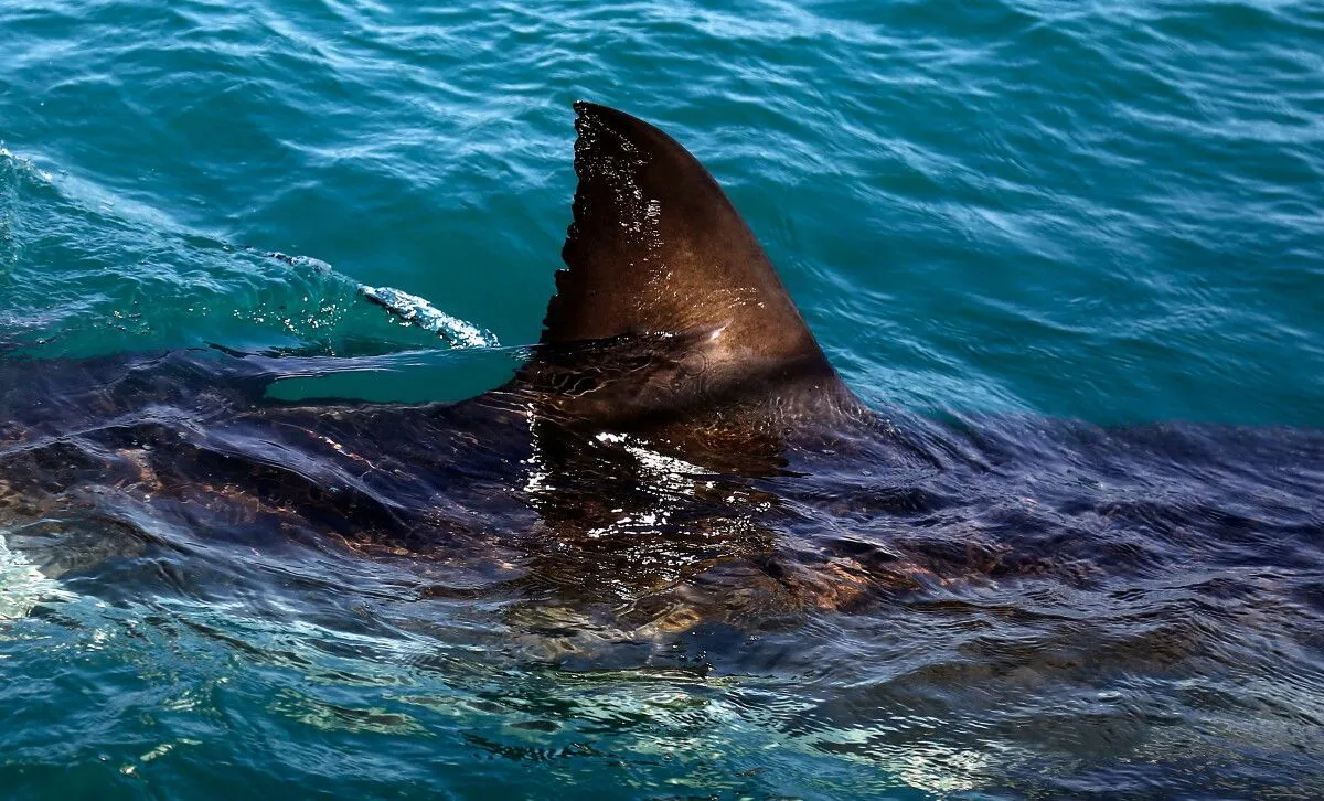 A 65-year-old woman has died in a shark attack on South Africa's southeastern coast. A 65-year-old woman has died in a…