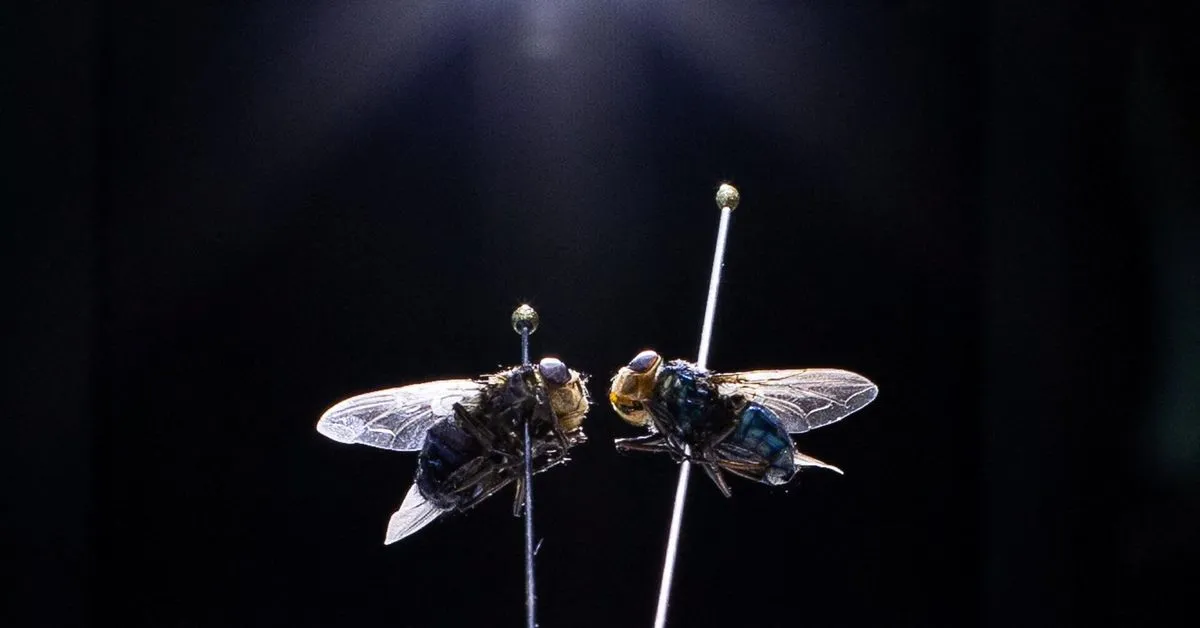 New World screwworm cases confirmed in cow in New Mexico, wildlife in Texas, officials say The New Mexico Department…