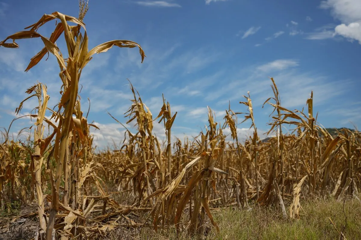 This El Niño is shaping up to be the most powerful on record. Here's what to know. El Niño is back and shaping up to…